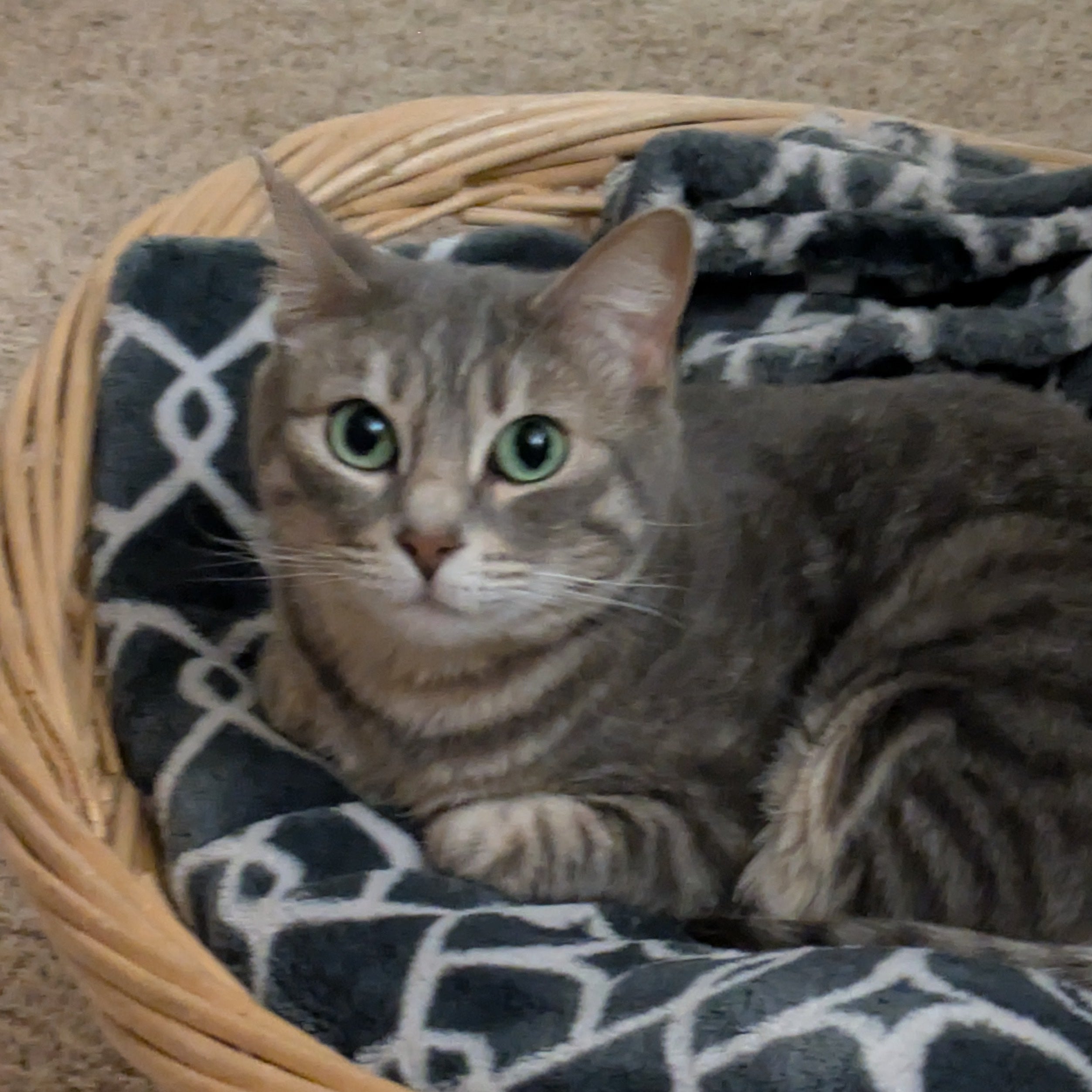 A photo of Lia, a gray cat