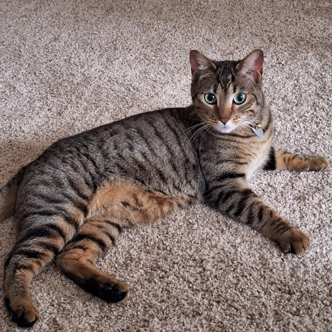 A photo of Mayu, a brown cat